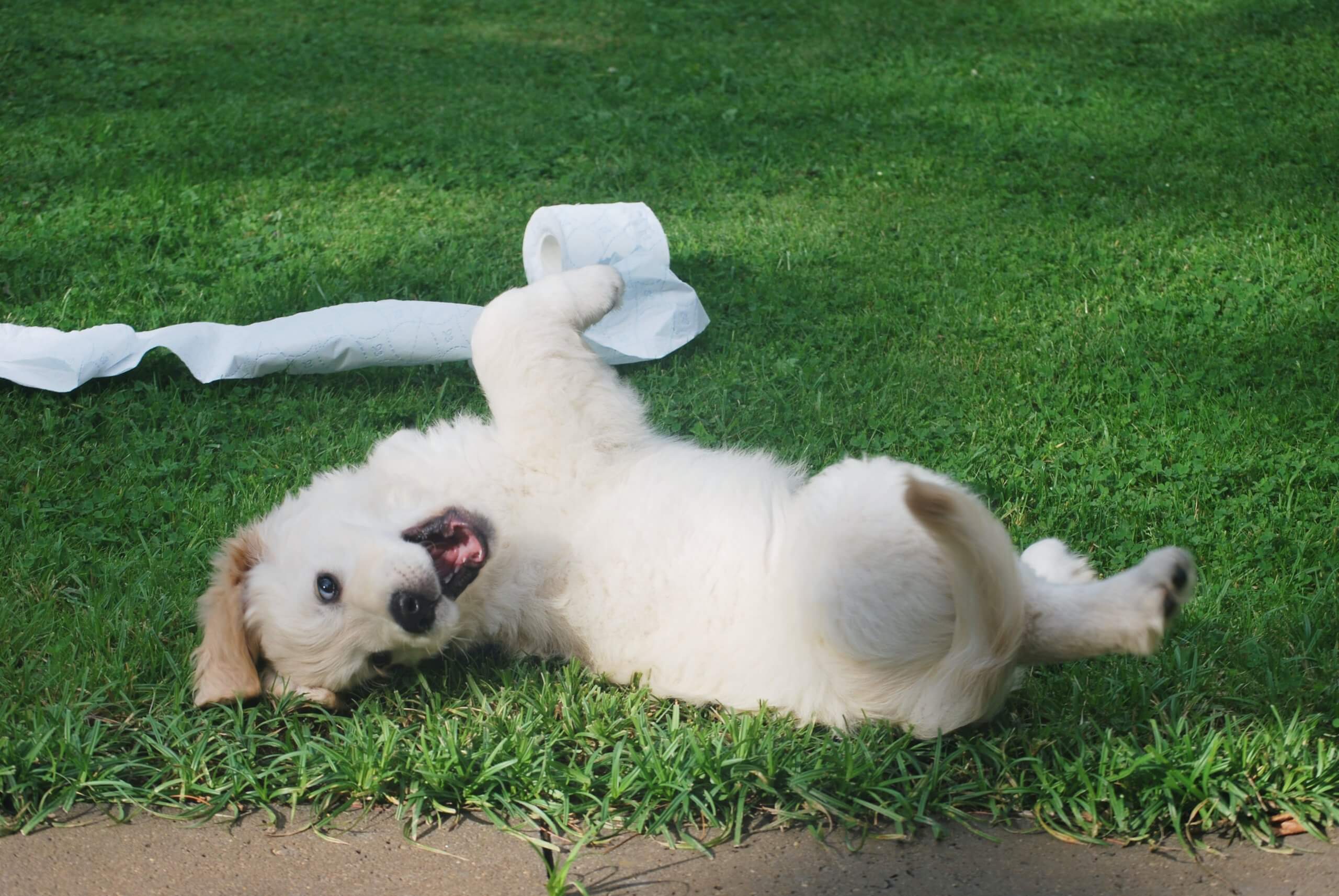 Puppy ligt met wc-rol op het gras