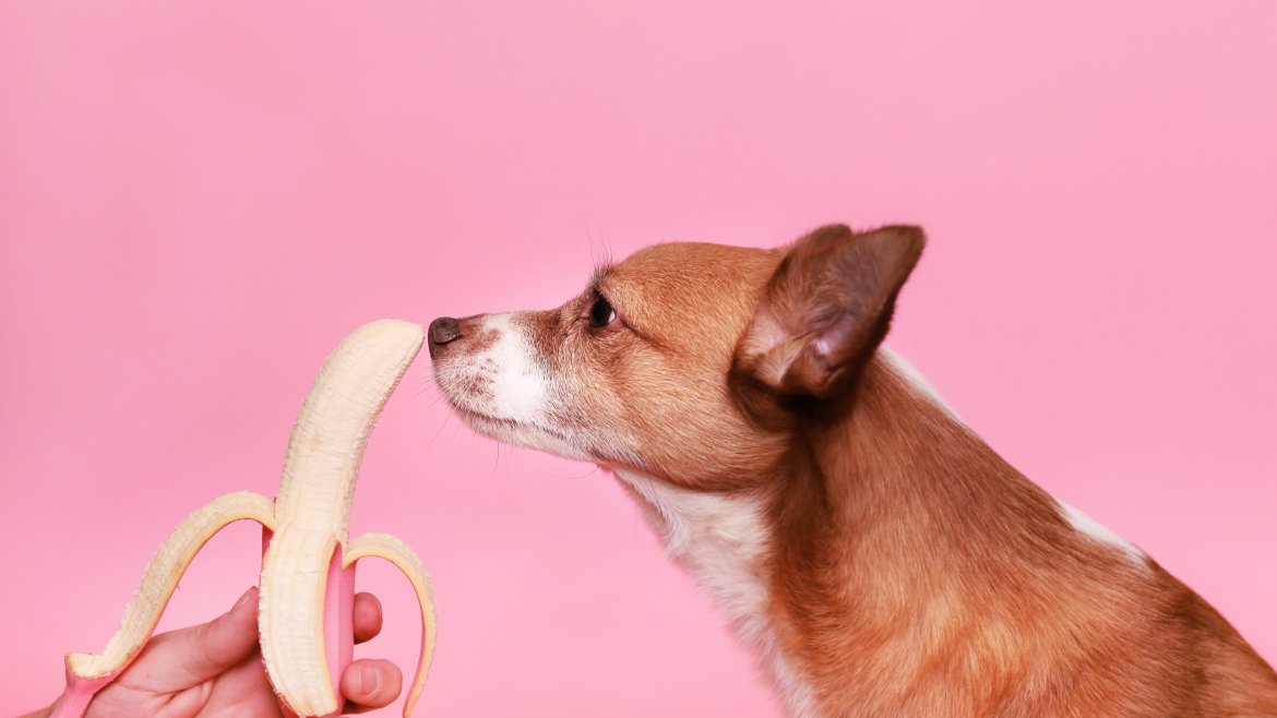 hond ruikt aan een banaan