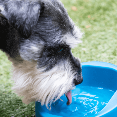Hownd Hero Bowl Blauw hond drinkt water