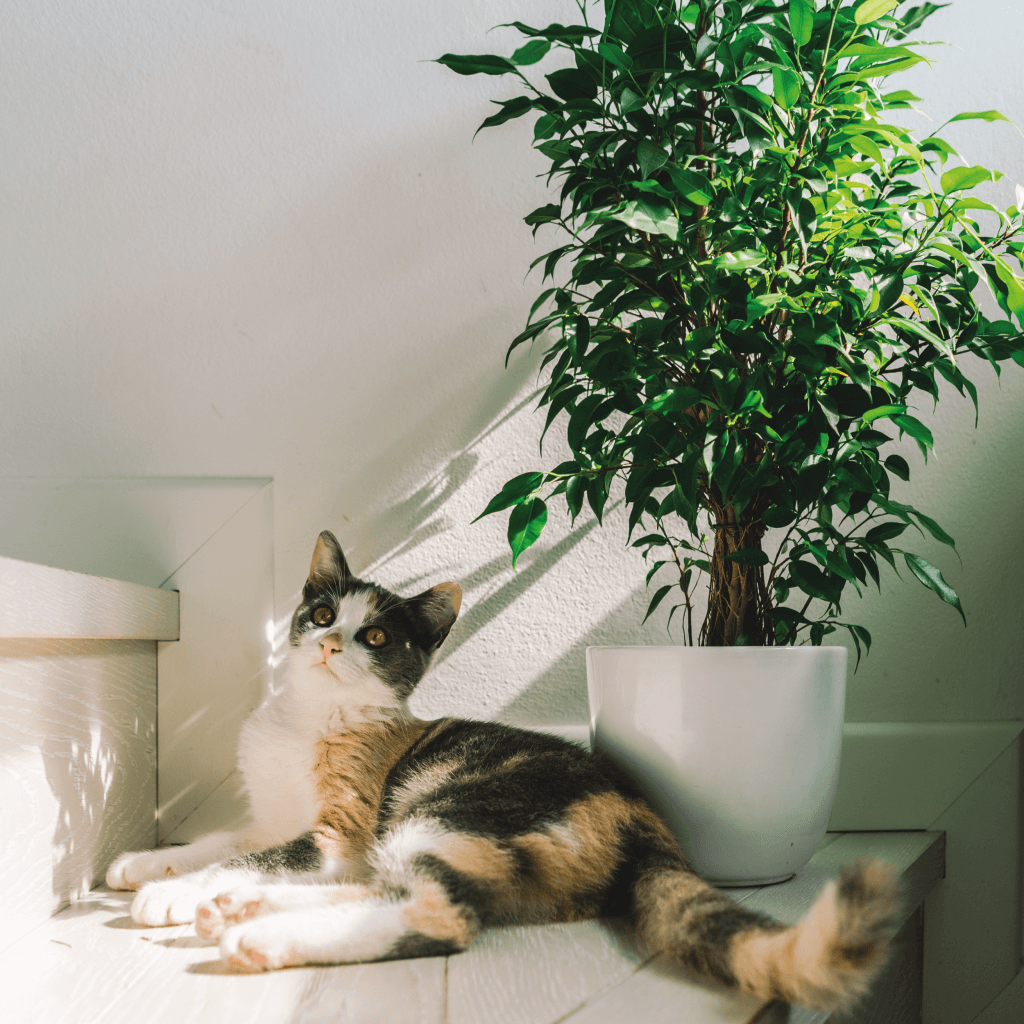 kraai handboeien bal Giftige kamerplanten voor katten ~ Duurzame Dierenwinkel