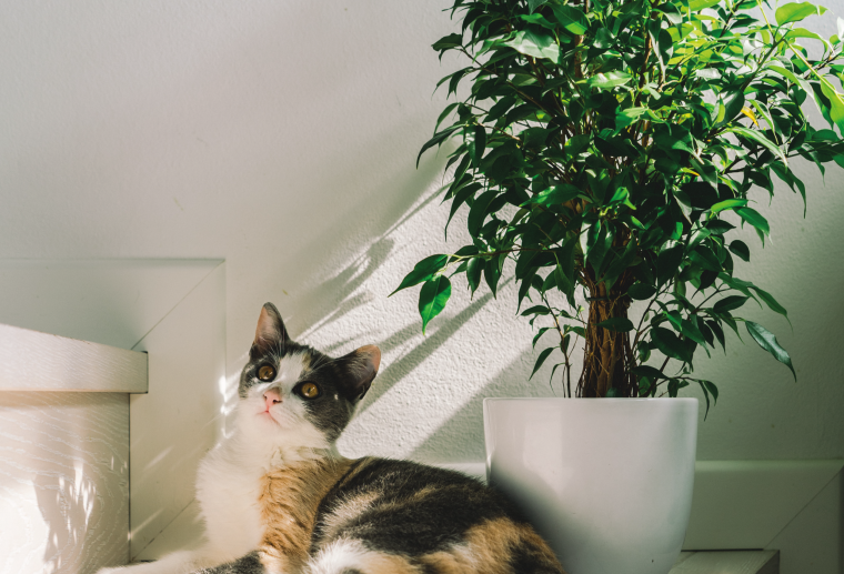 Kat met plant