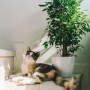 Giftige kamerplanten voor katten