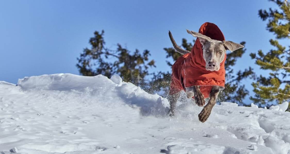 Hond in de sneeuw